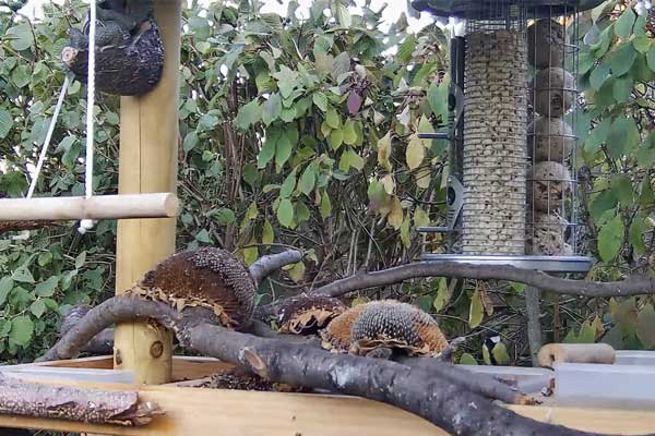 vogelstation