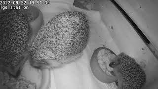 igel